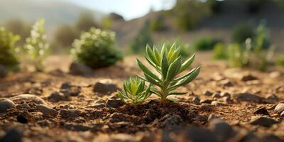 A sprout emerging from the ground photo