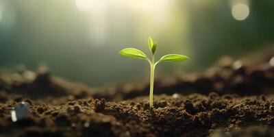 A sprout emerging from the ground photo