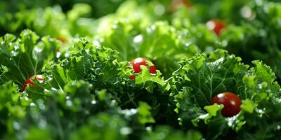 fresh vegetable salad photo