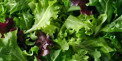 fresh vegetable salad photo