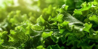 fresh vegetable salad photo