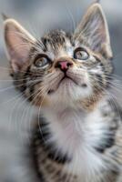 white fluffy kitten photo