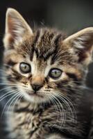 white fluffy kitten photo