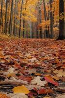 autumn leaf fall yellow leaves autumn photo