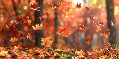 autumn leaf fall yellow leaves autumn photo