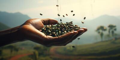 coffee beans in palms photo