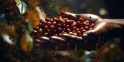 coffee beans in palms photo