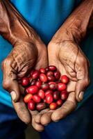 coffee beans in palms photo