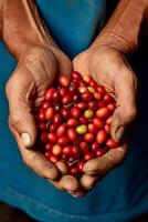 café frijoles en palmas foto