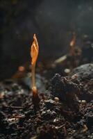 A sprout emerging from the ground photo