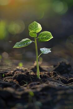 A sprout emerging from the ground photo
