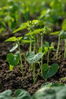 A sprout emerging from the ground photo