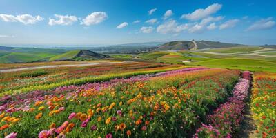 Aerial view of blooming flowers photo