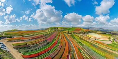 aéreo ver de floreciente flores foto