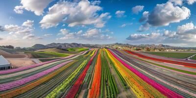 Aerial view of blooming flowers photo