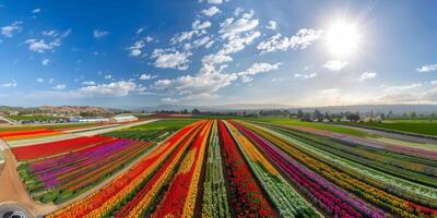 Aerial view of blooming flowers photo