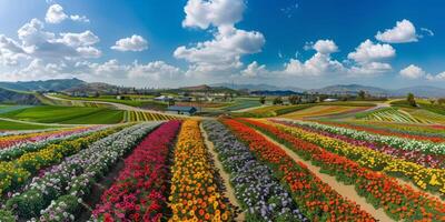 Aerial view of blooming flowers photo