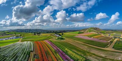 Aerial view of blooming flowers photo