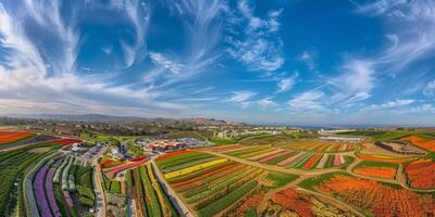 Aerial view of blooming flowers photo