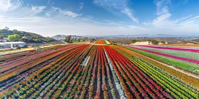 Aerial view of blooming flowers photo