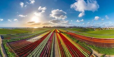 Aerial view of blooming flowers photo