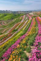 Aerial view of blooming flowers photo