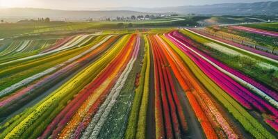 aéreo ver de floreciente flores foto