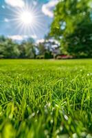 thick green grass in the meadow photo