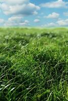 thick green grass in the meadow photo