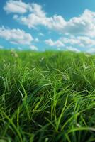 thick green grass in the meadow photo