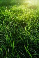 thick green grass in the meadow photo