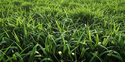 thick green grass in the meadow photo