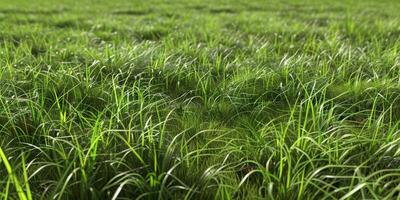 thick green grass in the meadow photo