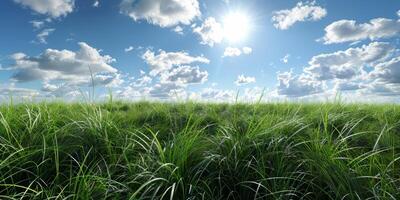 thick green grass in the meadow photo