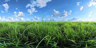 thick green grass in the meadow photo