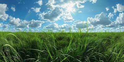 thick green grass in the meadow photo