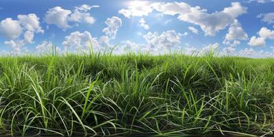 thick green grass in the meadow photo