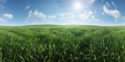 thick green grass in the meadow photo