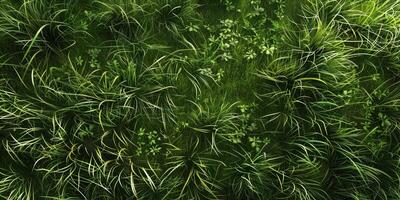 thick green grass in the meadow photo