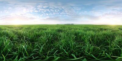 thick green grass in the meadow photo