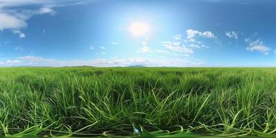 thick green grass in the meadow photo