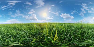 thick green grass in the meadow photo