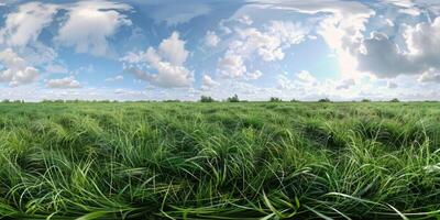 thick green grass in the meadow photo