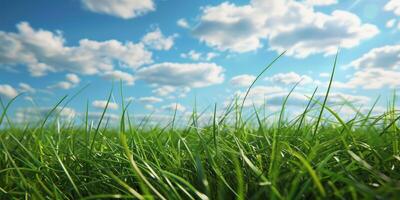 thick green grass in the meadow photo