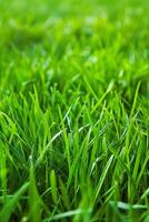 thick green grass in the meadow photo