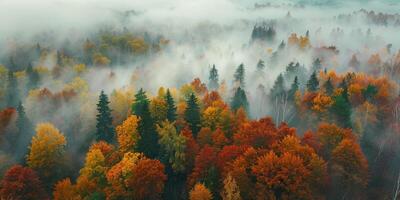 niebla en bosque aéreo ver foto