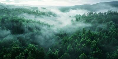 Fog in Forest Aerial view photo