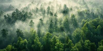 Fog in Forest Aerial view photo