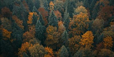 Fog in Forest Aerial view photo