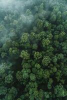 Fog in Forest Aerial view photo